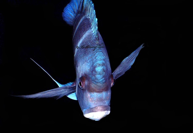 Cyphotilapia gibberosa 'Bismarck'
